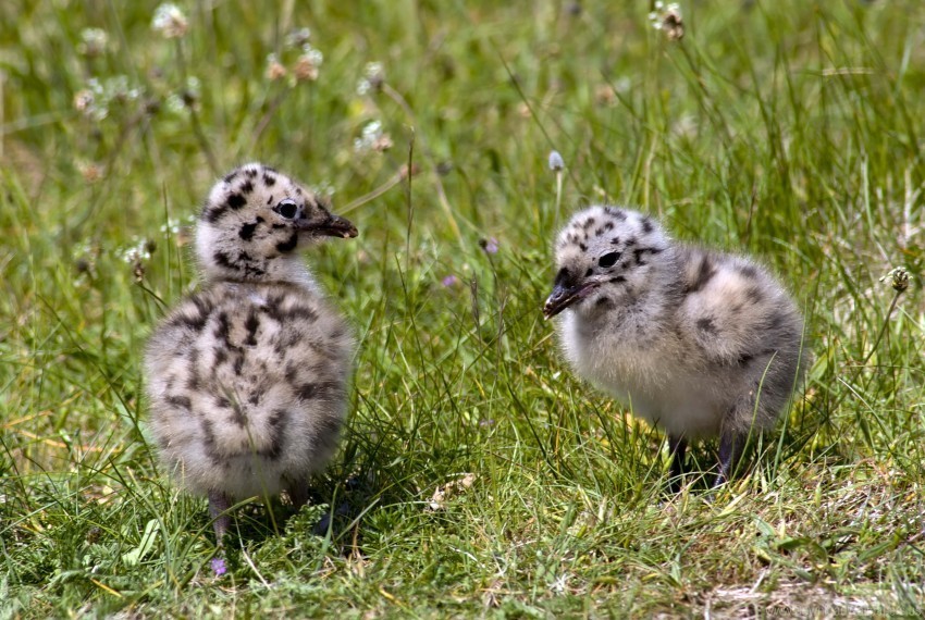 bird chicken grass wallpaper PNG clear images