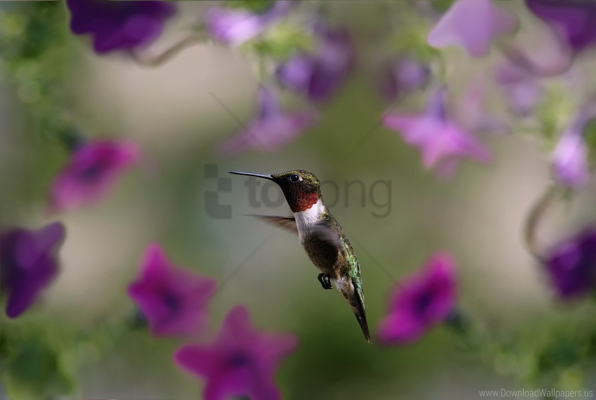 bird flap hummingbird wings wallpaper Isolated Character in Transparent PNG