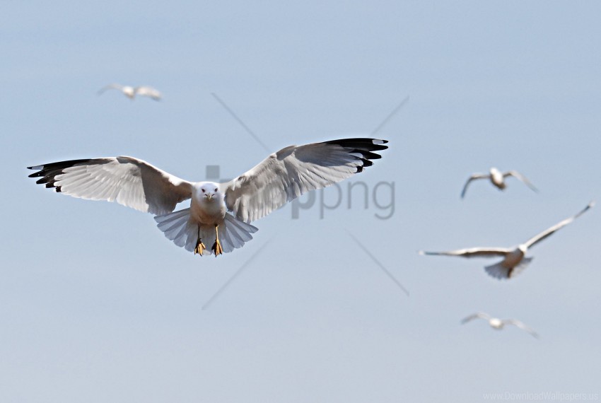 Birds Flying Sky Swing Wallpaper Transparent PNG Graphics Complete Archive