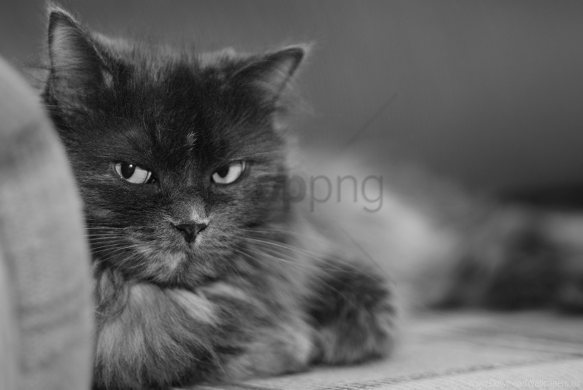 black and white cat face fluffy look wallpaper Clean Background Isolated PNG Illustration