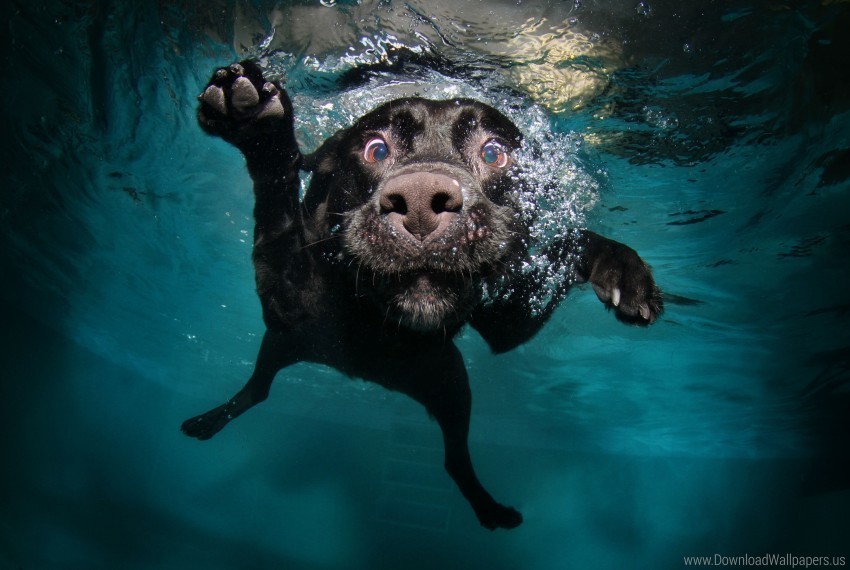 Black Dog Swimming Underwater Water Wallpaper PNG Images With Alpha Transparency Wide Selection