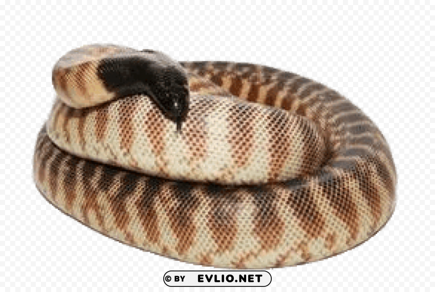 black headed python PNG images with clear cutout