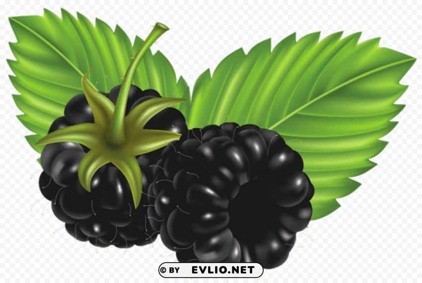 Blackberries Vector PNG Images With Alpha Transparency Free