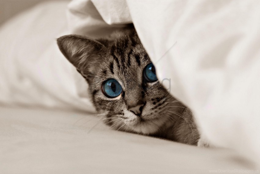 blue eyes cat face kitten wallpaper Clear background PNG images diverse assortment