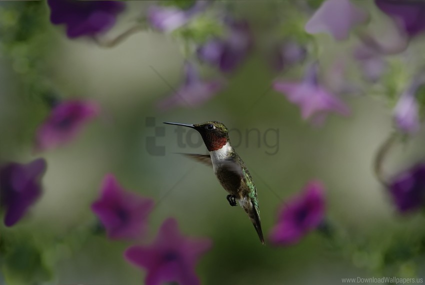 Blur Flowers Flying Hummingbird Macro Wallpaper PNG Object Isolated With Transparency