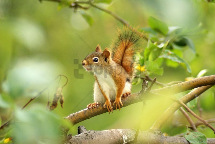 blurring branches sit squirrel trees wallpaper Alpha PNGs