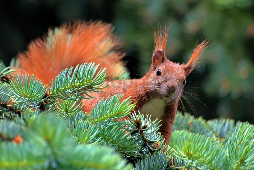 branch paw pine needles spruce squirrel wallpaper Isolated Illustration in Transparent PNG