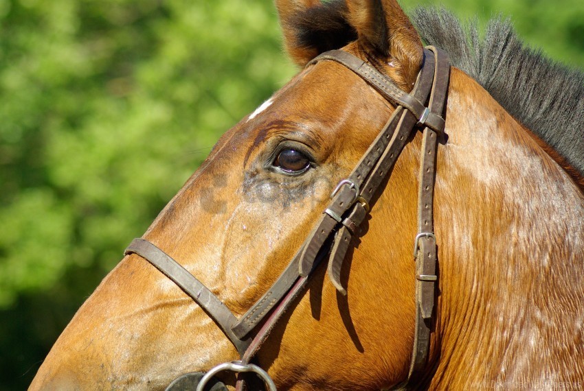 bridle horse mane pro wallpaper PNG Graphic with Transparent Isolation