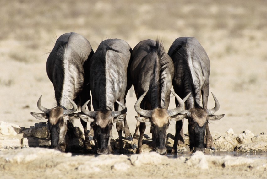 Buffaloes Horn Watering Wallpaper Isolated Object In HighQuality Transparent PNG