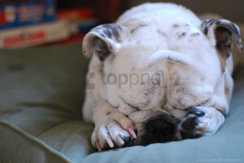 bulldog dog muzzle paws puppy wallpaper PNG graphics with alpha transparency bundle