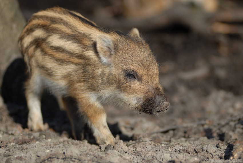 calf cute small wild boar wallpaper PNG files with transparent canvas collection