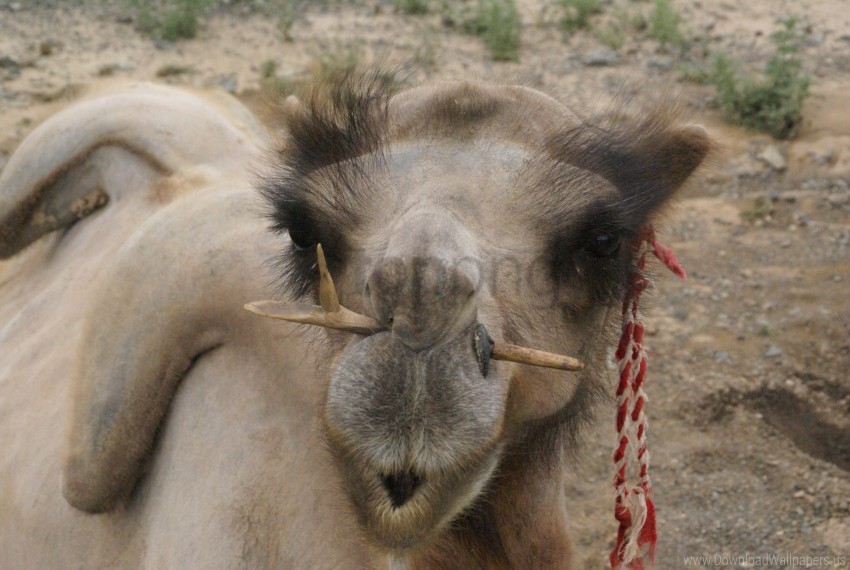 Camel Face Nose Wallpaper PNG Image Isolated On Transparent Backdrop