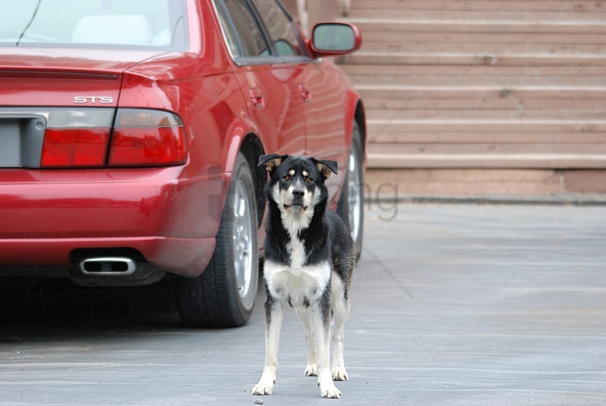 Car Dog Street Wallpaper Clear Background Isolated PNG Icon