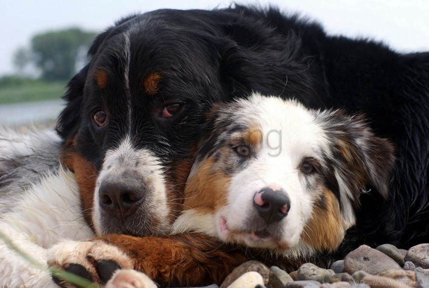 caring couple cuddling dog wallpaper Alpha channel PNGs