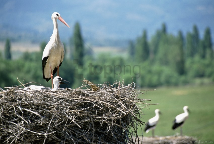 chick cranes nest wallpaper Transparent PNG Isolated Element