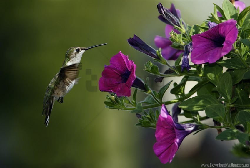 Close-up Flowers Hummingbirds Petunia Wallpaper PNG Graphics With Alpha Channel Pack