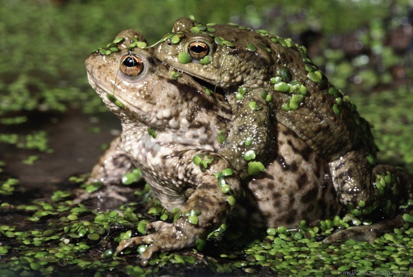 couple duckweed love toads wallpaper Clean Background Isolated PNG Graphic Detail