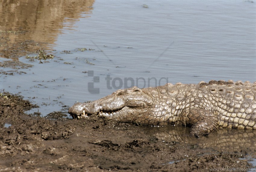 crocodile shore sun tanning water wallpaper PNG for blog use