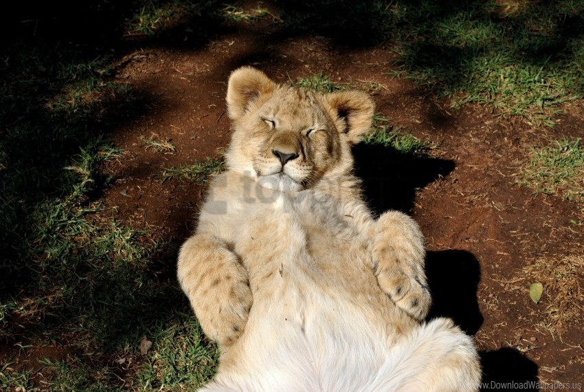 cub lion predator rest wallpaper Isolated Subject in Transparent PNG Format