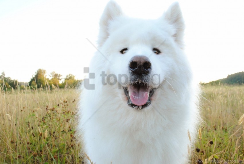 dog drooling muzzle samoyed shepherd wallpaper PNG Isolated Object on Clear Background