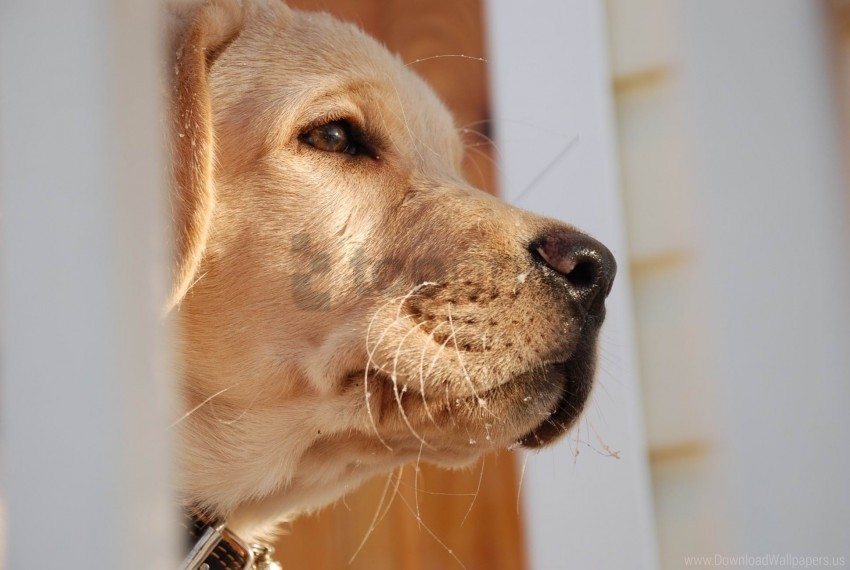 dog eyes labrador muzzle nose wallpaper Transparent PNG art