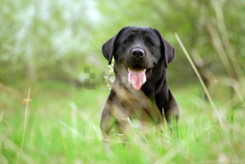 dog face grass retriever wallpaper Clear Background Isolated PNG Graphic