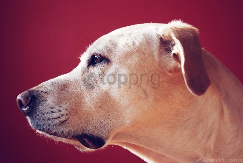 dog face labrador retriever look pro wallpaper PNG images with alpha mask