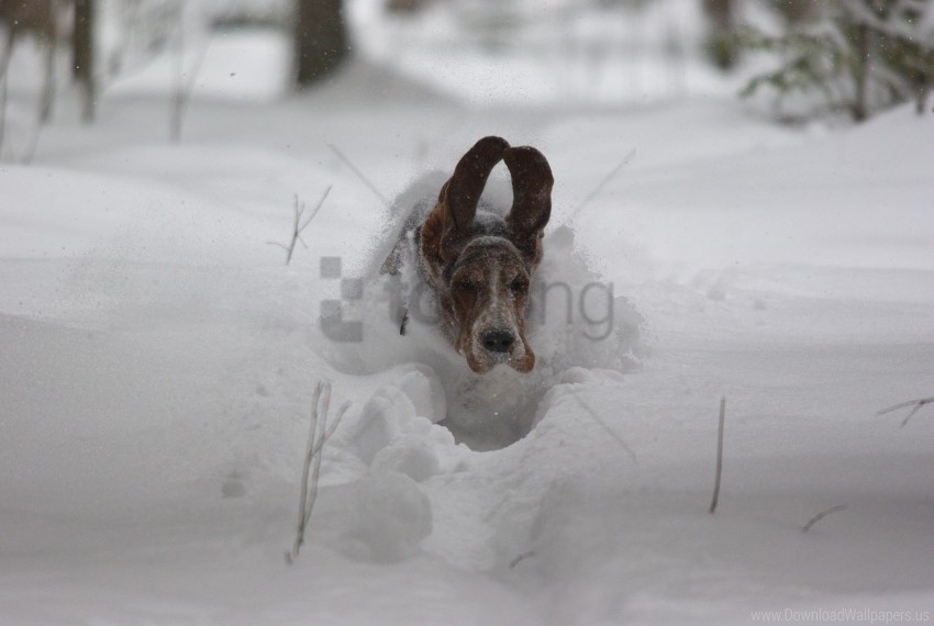 dog&#39s ears flight snow speed wallpaper Transparent graphics PNG