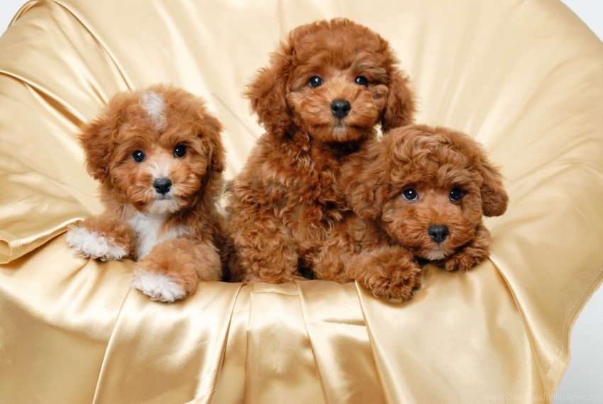 down puppies small three wallpaper HighResolution PNG Isolated on Transparent Background