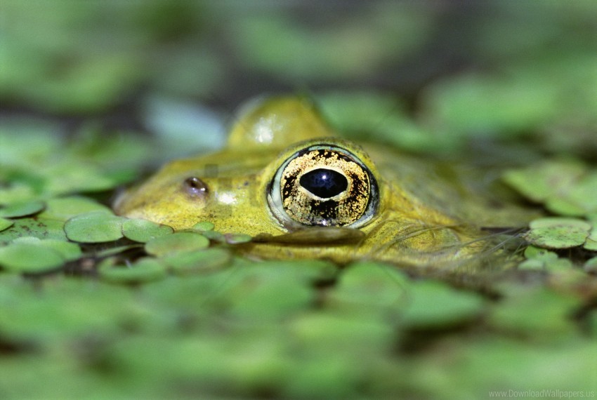 duckweed eyes toad water wallpaper Transparent PNG stock photos