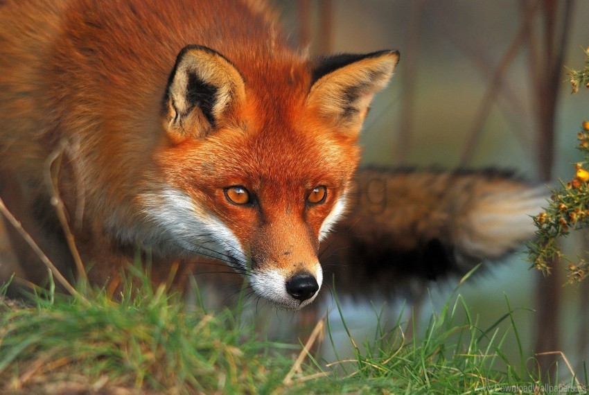 eyes fluffy fox grass wallpaper Transparent PNG graphics library