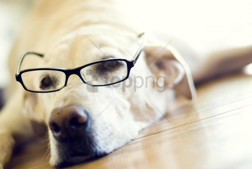 face goggles labrador retriever wallpaper PNG images with alpha transparency diverse set