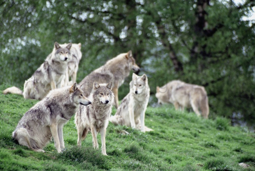 family flock wolves wallpaper PNG files with no background free