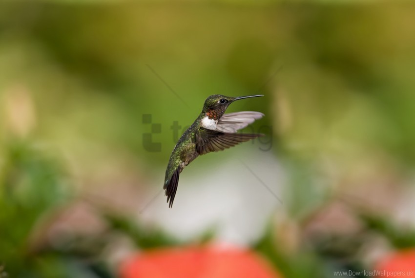 flight hummingbird motion blur wallpaper PNG transparent graphics for projects