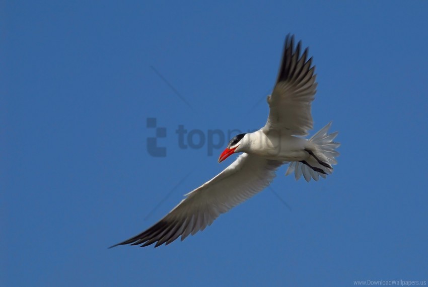 flight seagull sky wallpaper Isolated Illustration on Transparent PNG
