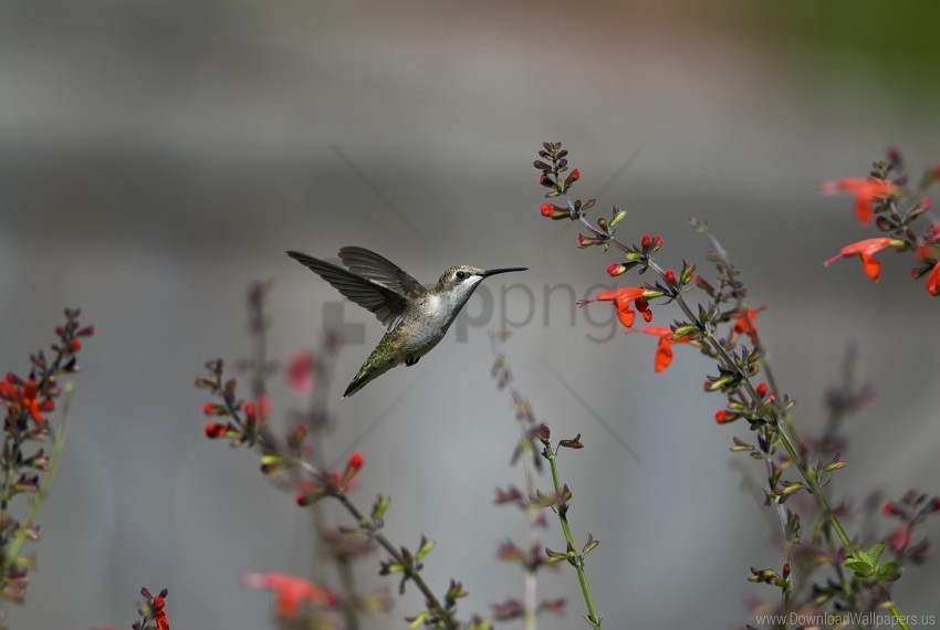 flowers flying hummingbird red wallpaper PNG Image with Transparent Cutout