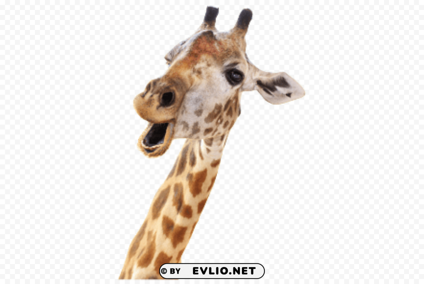 giraffe Free PNG images with clear backdrop