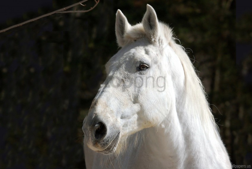 head horse mane white wallpaper ClearCut Background PNG Isolation