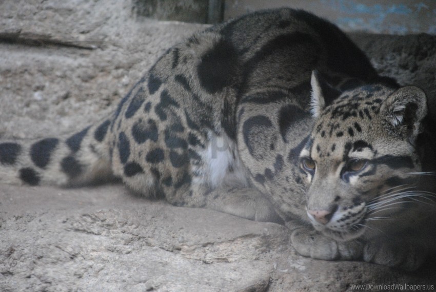 jaguar predator wild cat wallpaper Isolated Icon in Transparent PNG Format