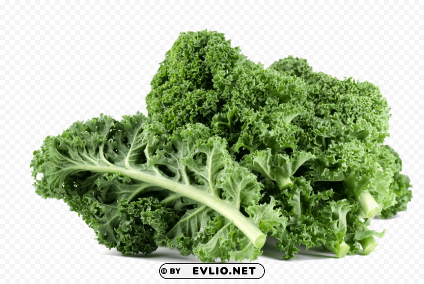 kale file Transparent Background Isolated PNG Figure PNG images with transparent backgrounds - Image ID a460b559