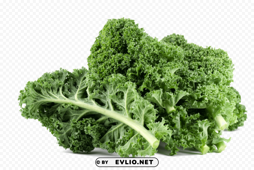 Kale File Transparent Background Isolated PNG Figure