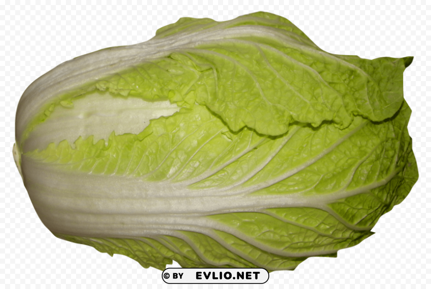 napa cabbage Clean Background Isolated PNG Object