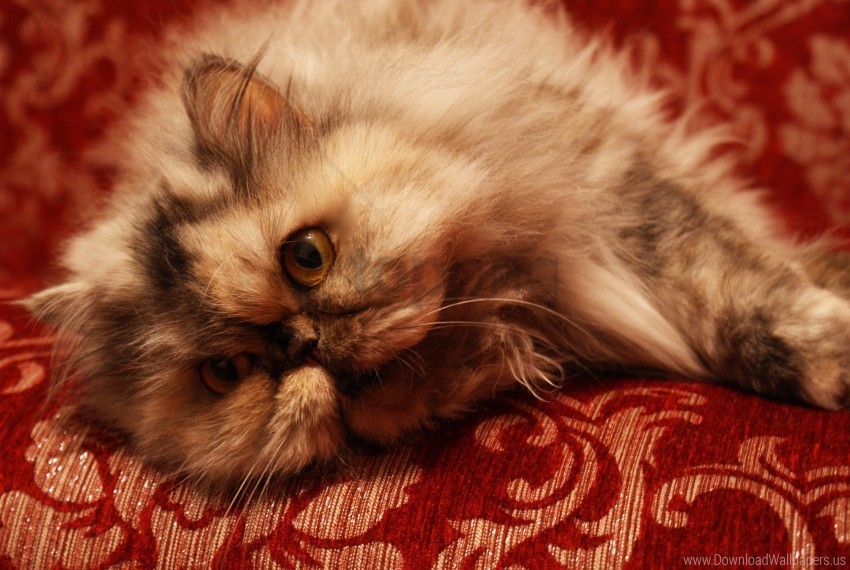 persian cat sofa wallpaper Transparent PNG Isolated Illustrative Element