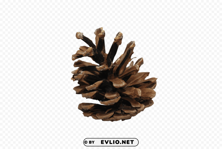 PNG image of pine cone High-resolution transparent PNG images with a clear background - Image ID d7586719