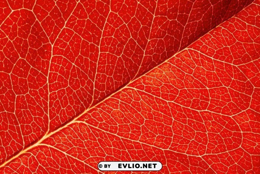 red leaf texture Transparent PNG stock photos