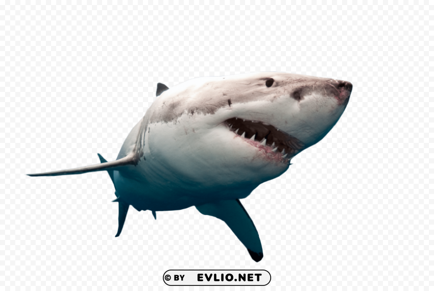 shark swimming Isolated Character on HighResolution PNG