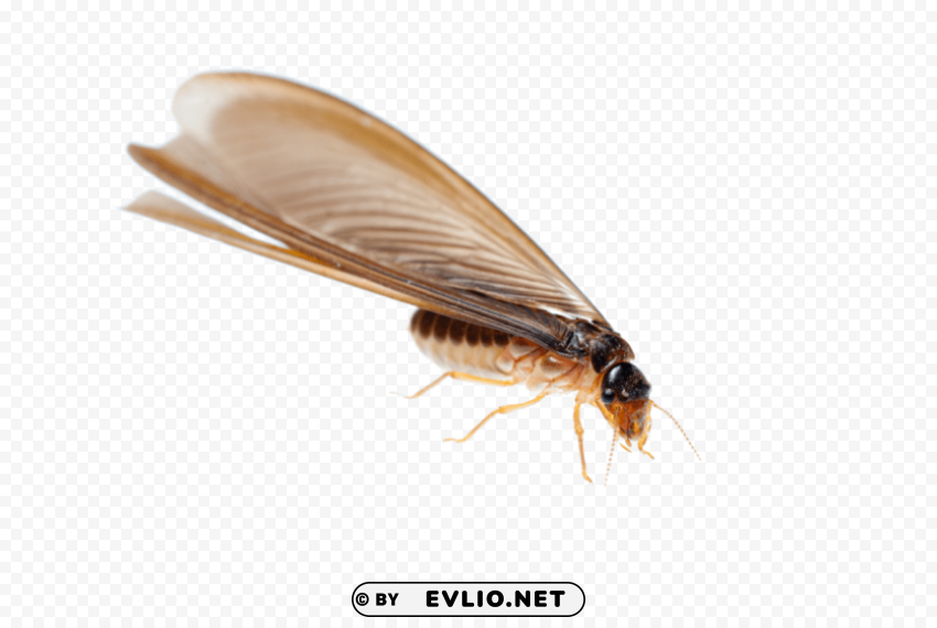 termite image Free PNG images with alpha channel set png images background - Image ID 7f1d1825