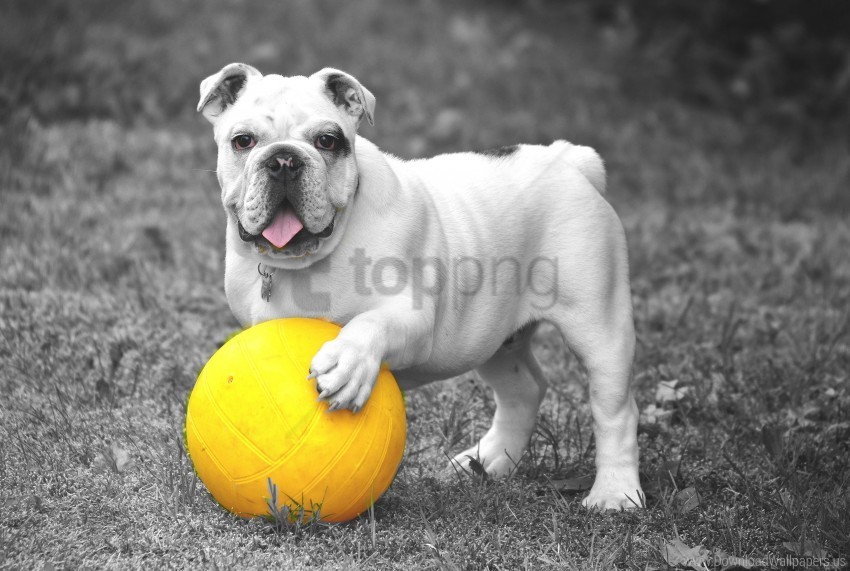 ball bulldog bw dog grass wallpaper Transparent Background PNG Isolated Element