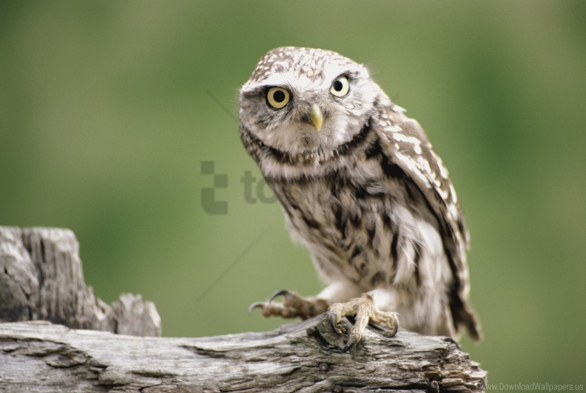 bird branch owl predator wallpaper Transparent background PNG images selection