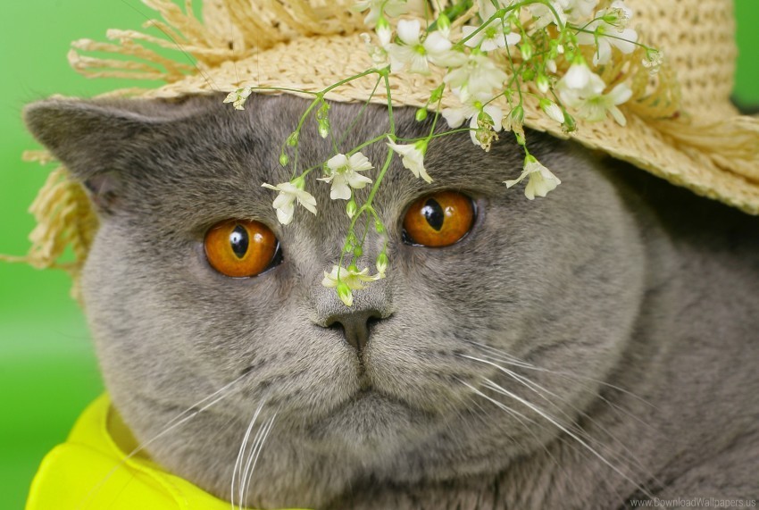 british cat cat cat eyes face flowers white yellow hat wallpaper PNG images with alpha transparency selection